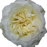 Mayra White Rose de jardin Equateur Ethiflora